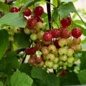 Johannisbeeren 2026-06-04 12.47.